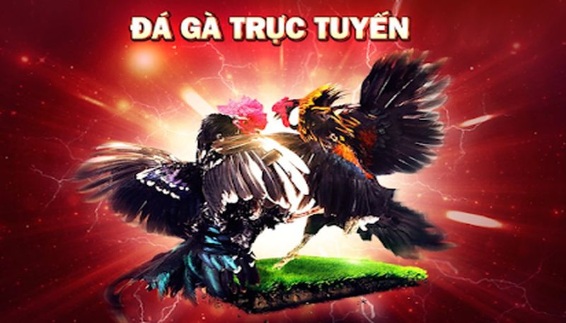 Đá gà VN88: Sân chơi cá cược đá gà trực tuyến uy tín 4 Trận đấu vô cùng hấp dẫn và kích thích người xem.